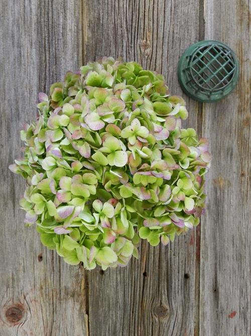 ANTIQUE GREEN HYDRANGEAS